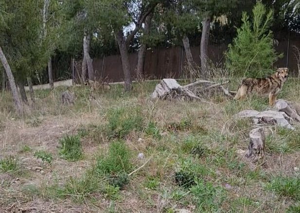 foto perros lobo